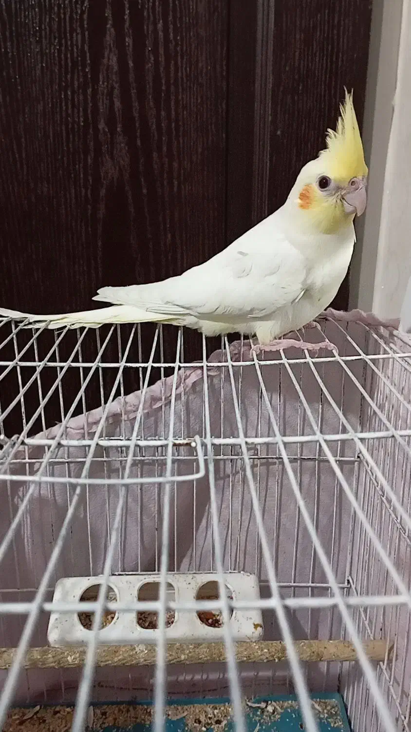 جوجه عروس هلندی|پرنده|رباط‌کریم, رباط‌کریم|دیوار