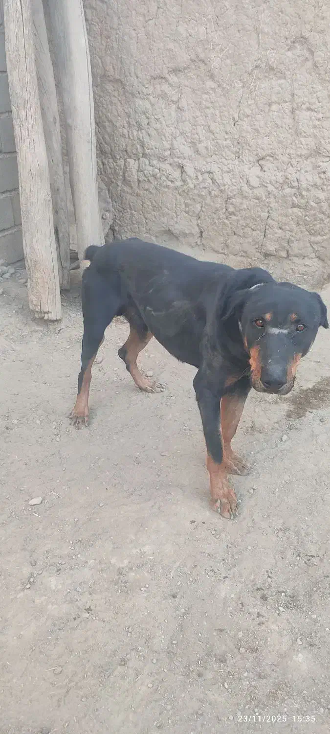 برای فروش|سگ|درگز, |دیوار