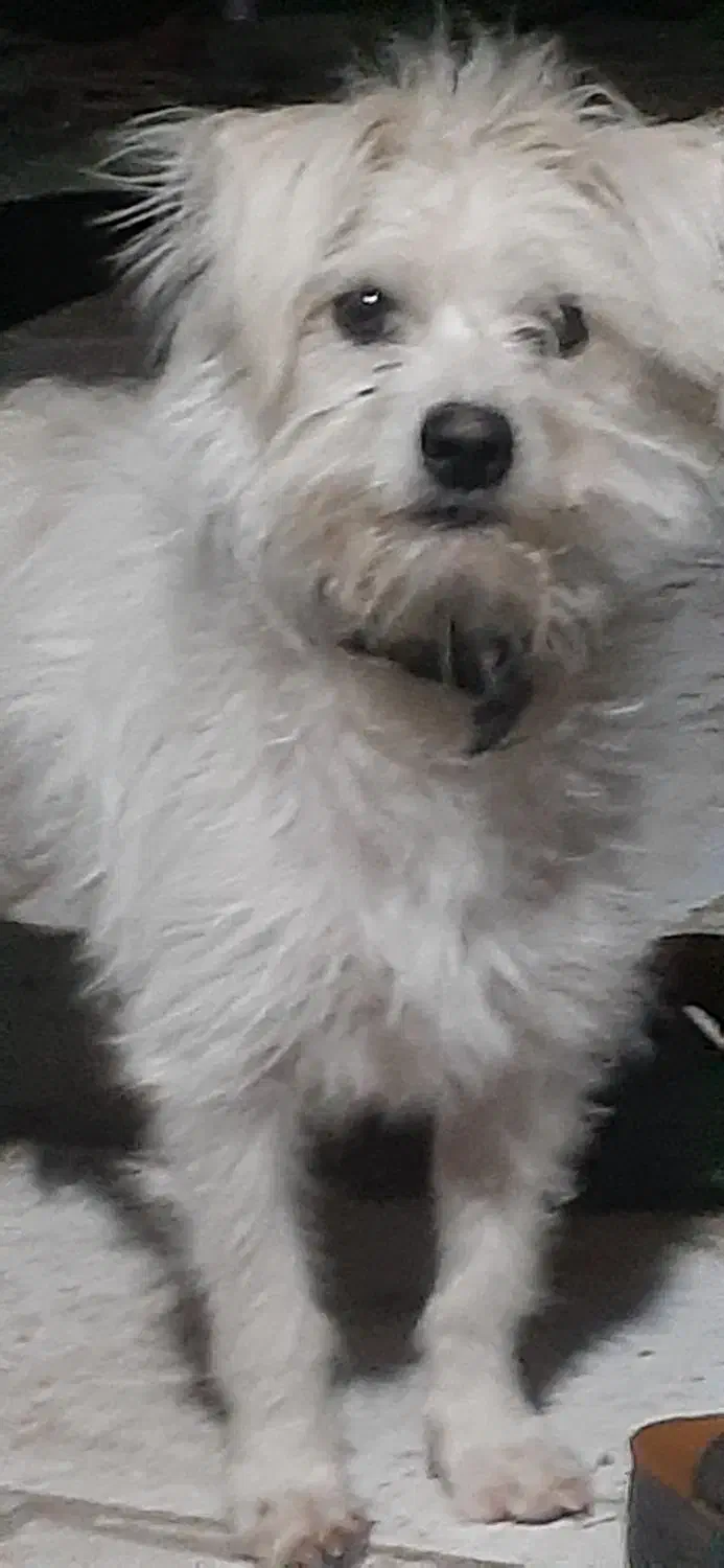 س یه سگ پا کوتاه گیرنده باهوش|سگ|بم, |دیوار