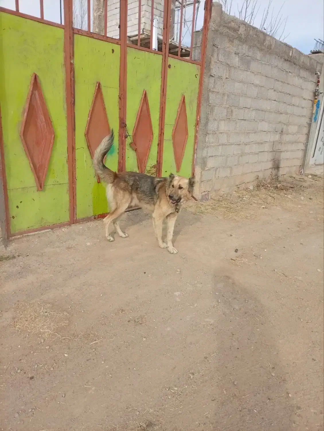 سگ نر|سگ|اهر, |دیوار