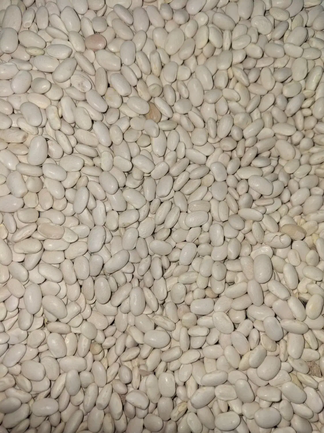 حبوبات پردیس|خوردنی و آشامیدنی|مبارکه, |دیوار