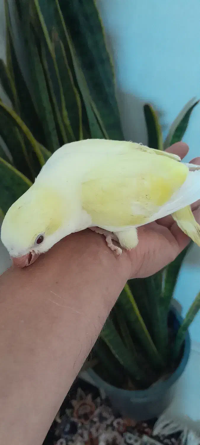 دنیای رنگی جوجه های راهب خرید مستقیم|پرنده|تهران, آهنگ|دیوار