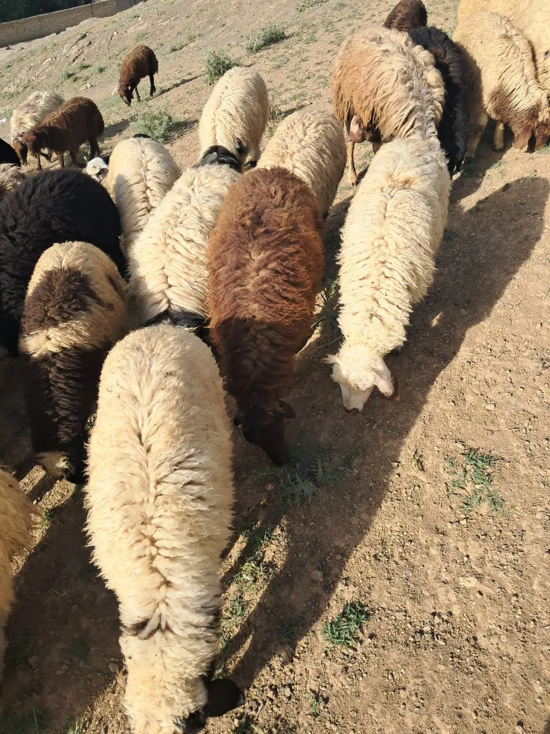 بره|حیوانات مزرعه|بیرانوند, |دیوار
