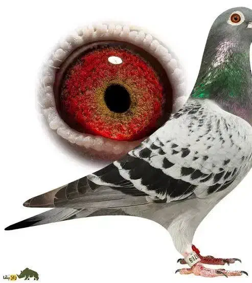 کبوتر پلاکی نرگمشده فولادشهر محله سی ۱|پرنده|فولادشهر, C1|دیوار