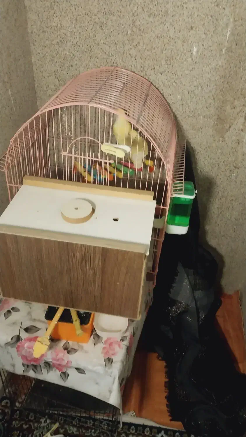 طوطی بریلی|پرنده|نقده, |دیوار