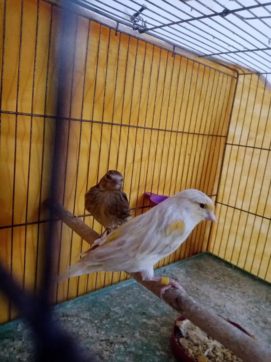 گلبسر قناری پرنده خوب|پرنده|شیراز, شهدای شهرک سعدی|دیوار