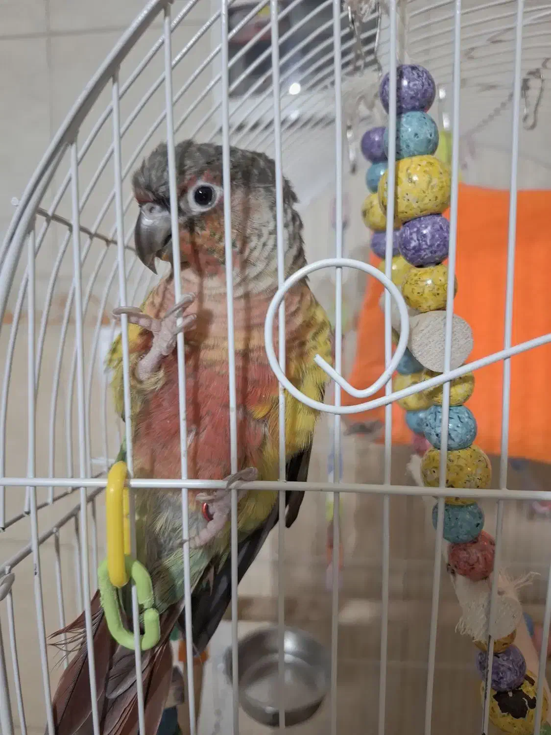 گرینچیک|پرنده|ری, دولت‌آباد|دیوار