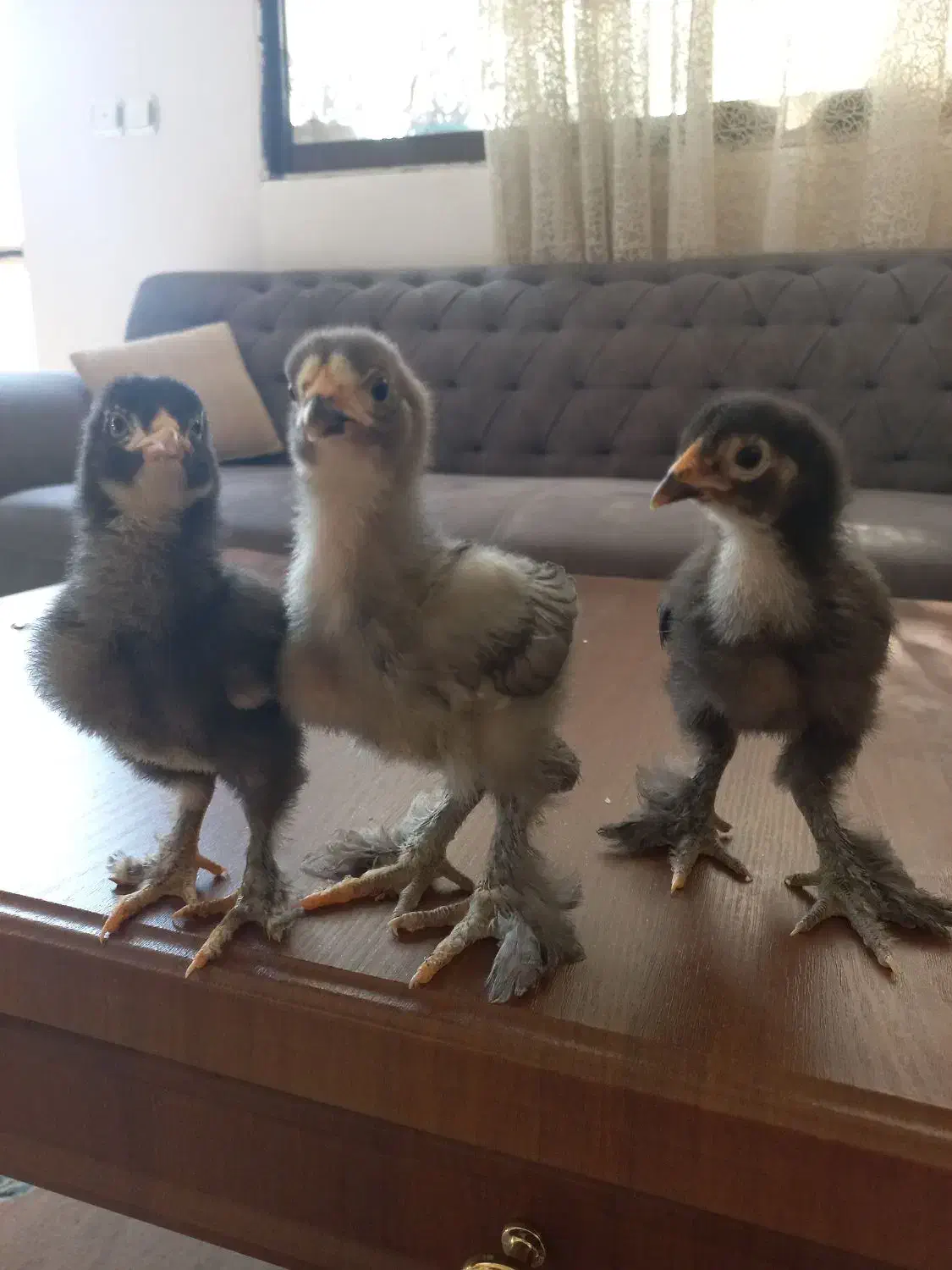 جوجه برهما بلک بلو کوکو|حیوانات مزرعه|مشهد, کارمندان دوم|دیوار