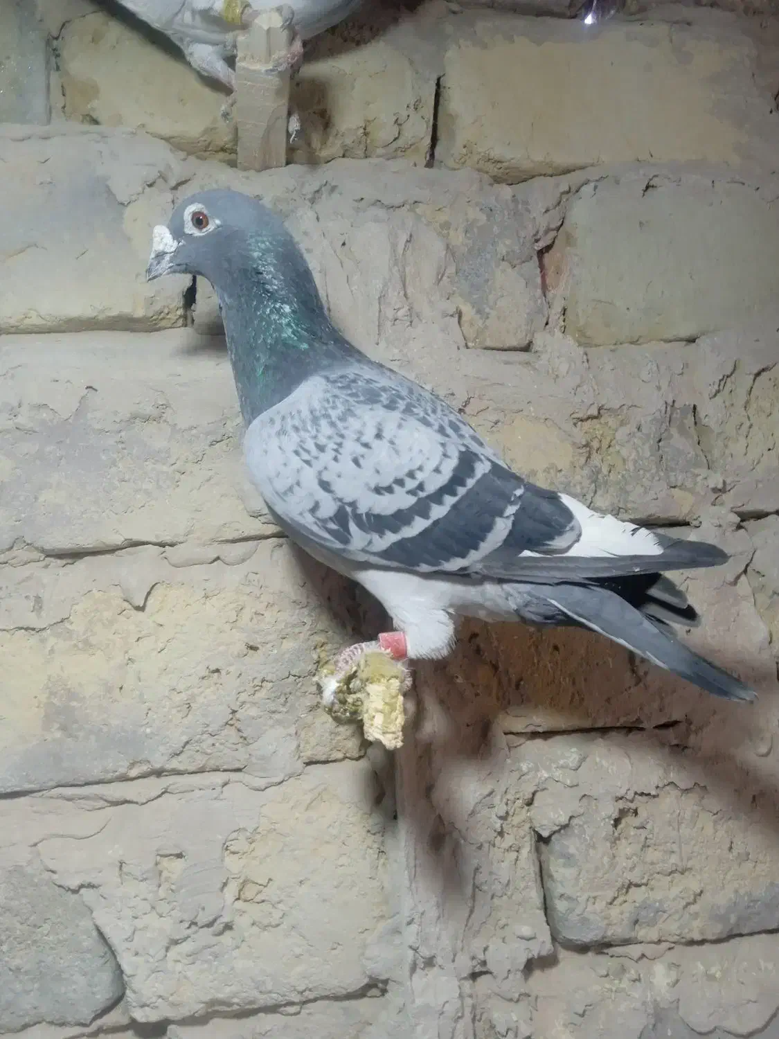 کبوترفروشی|پرنده|رشتخوار, |دیوار