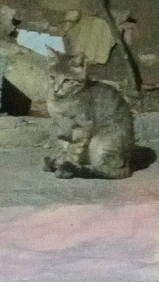 گربه|گربه|یاسوج, |دیوار