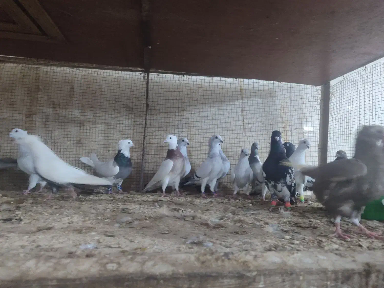 کبوتر همه باهم|پرنده|شوشتر, |دیوار