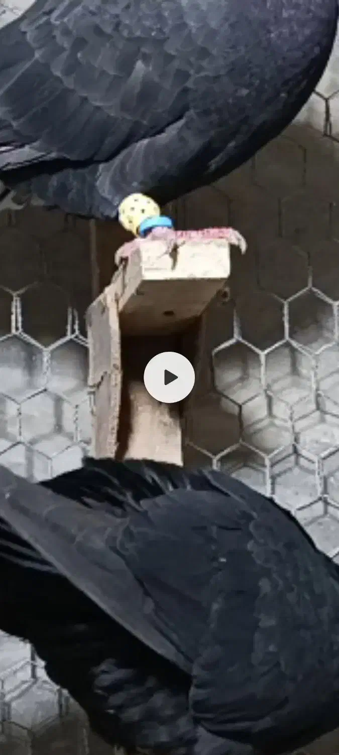 کفتر (کبوتر)|حیوانات|شیراز, ده پیاله|دیوار