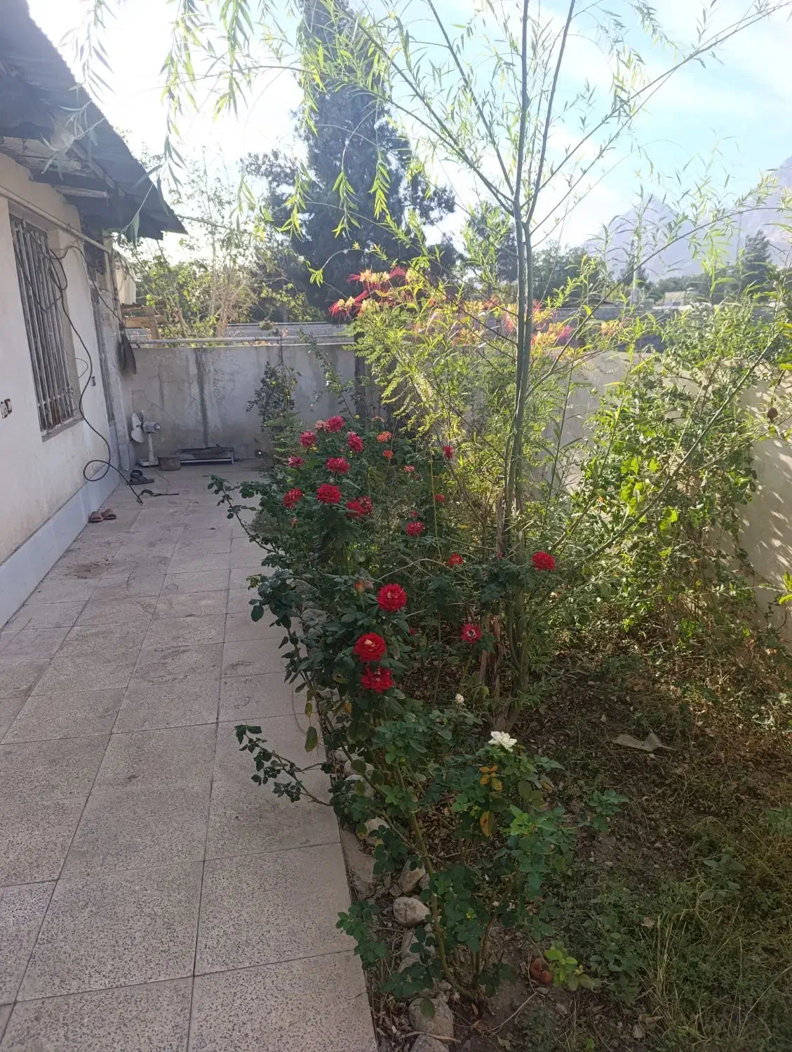 فروش 5250متر گلخانه بر اتوبان جاده بیستون|فروش دفتر صنعتی، کشاورزی، تجاری|کرمانشاه, |دیوار