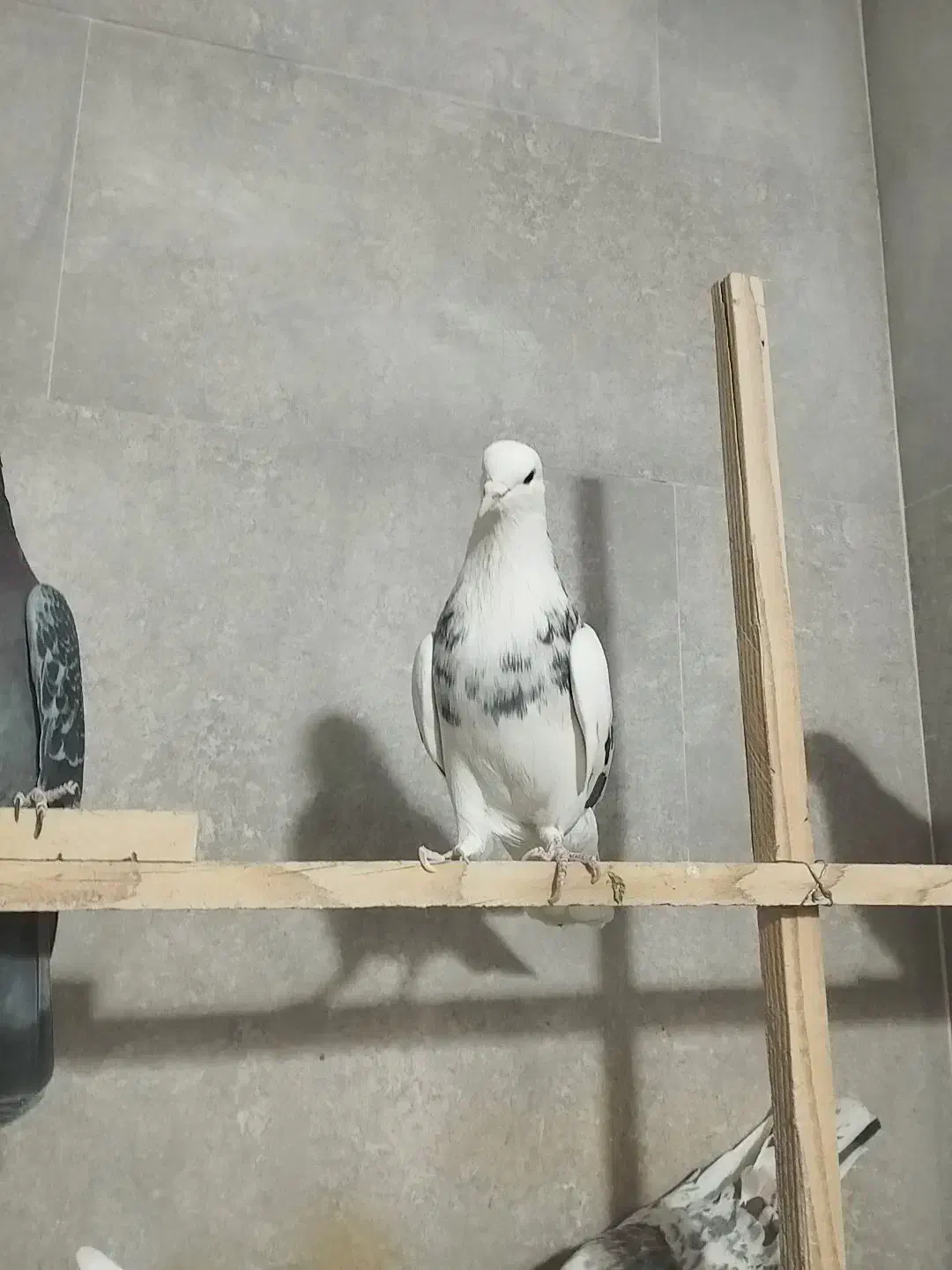 چند عدد کبوتر پرشی|پرنده|شاهرود, |دیوار