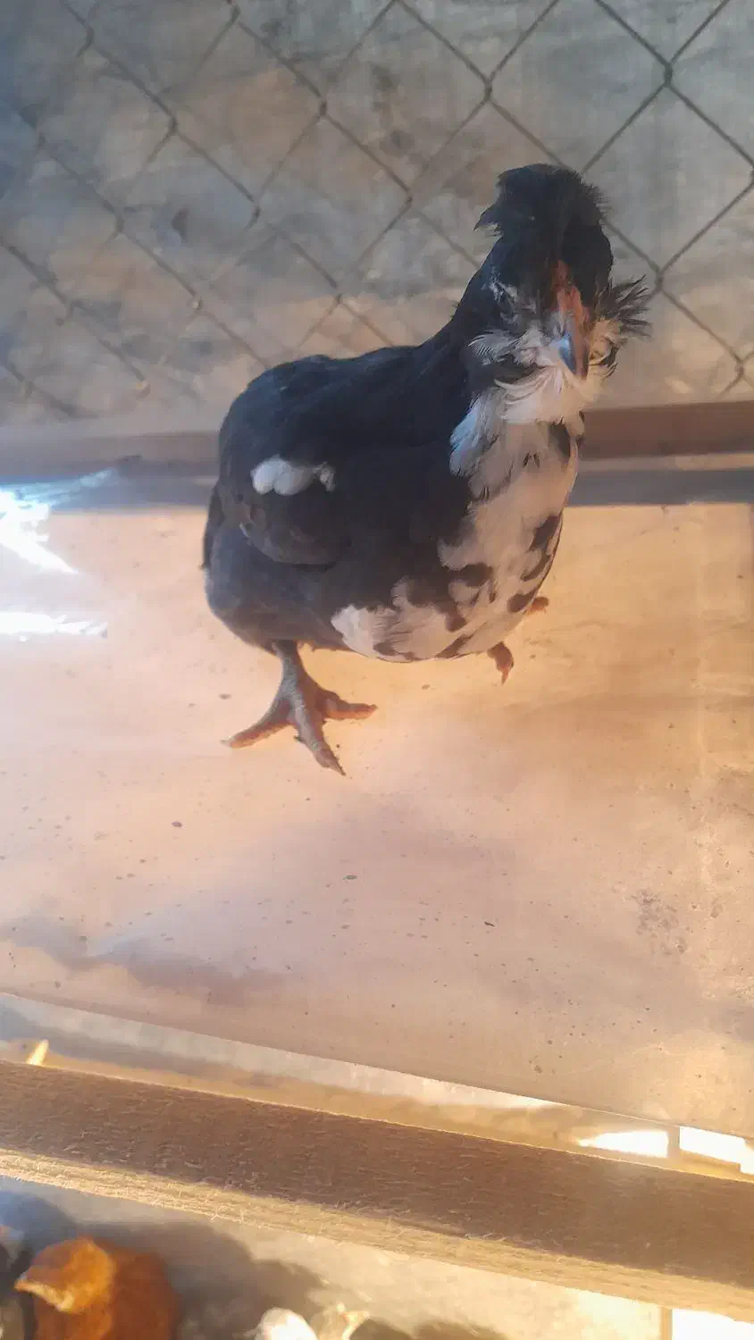 فروش جوجه گلین ۳۵ روزه|حیوانات مزرعه|قائمشهر, |دیوار