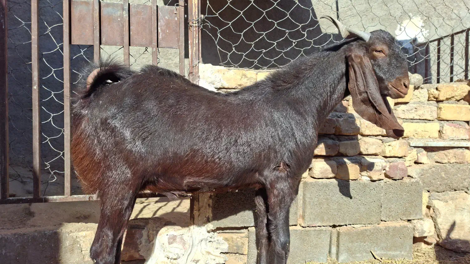 کل پاکستانی|حیوانات مزرعه|کویرات, |دیوار