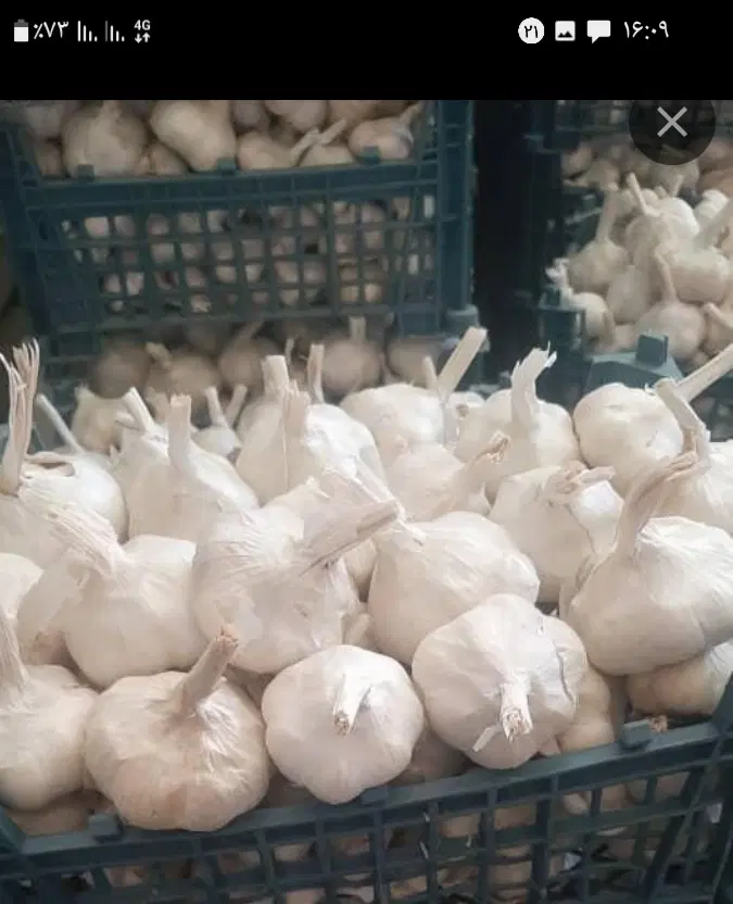 فروش سیر|عمده‌فروشی|همدان, |دیوار