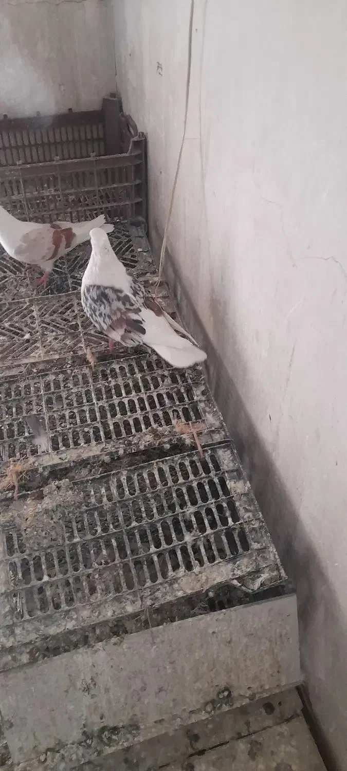 معاوضه|پرنده|بروجرد, |دیوار