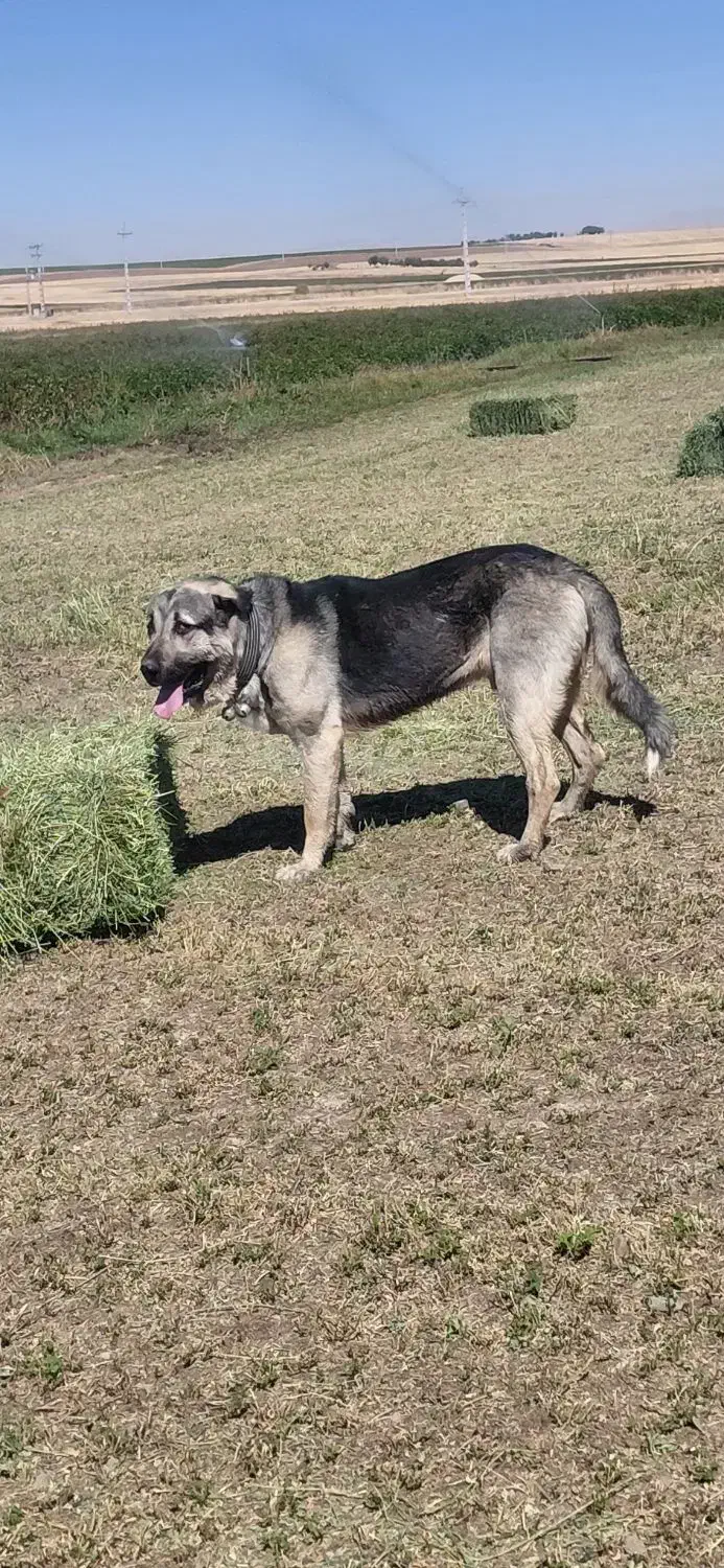 پژدر اصل توله کول کوله|سگ|دهگلان, |دیوار