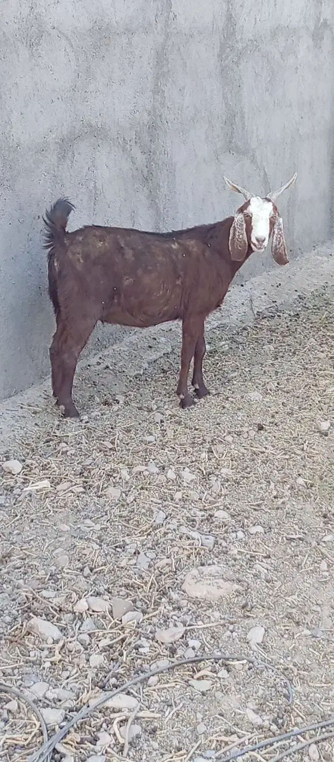 بز دورگ آبستن بره میش|حیوانات مزرعه|قائن, |دیوار