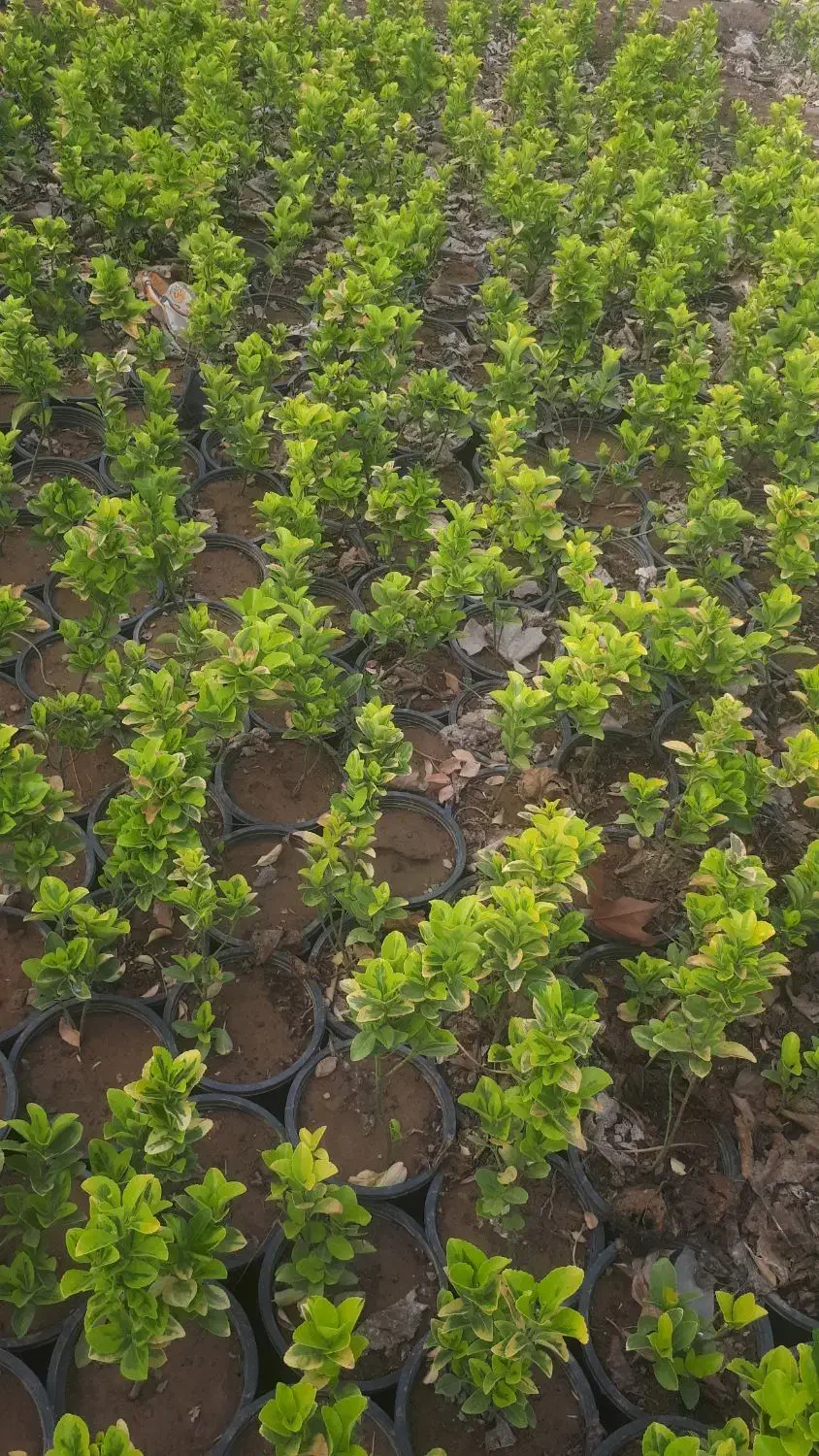 گیاه شمشاد طلائی|خدمات باغبانی و درختکاری|تهران, وردآورد|دیوار