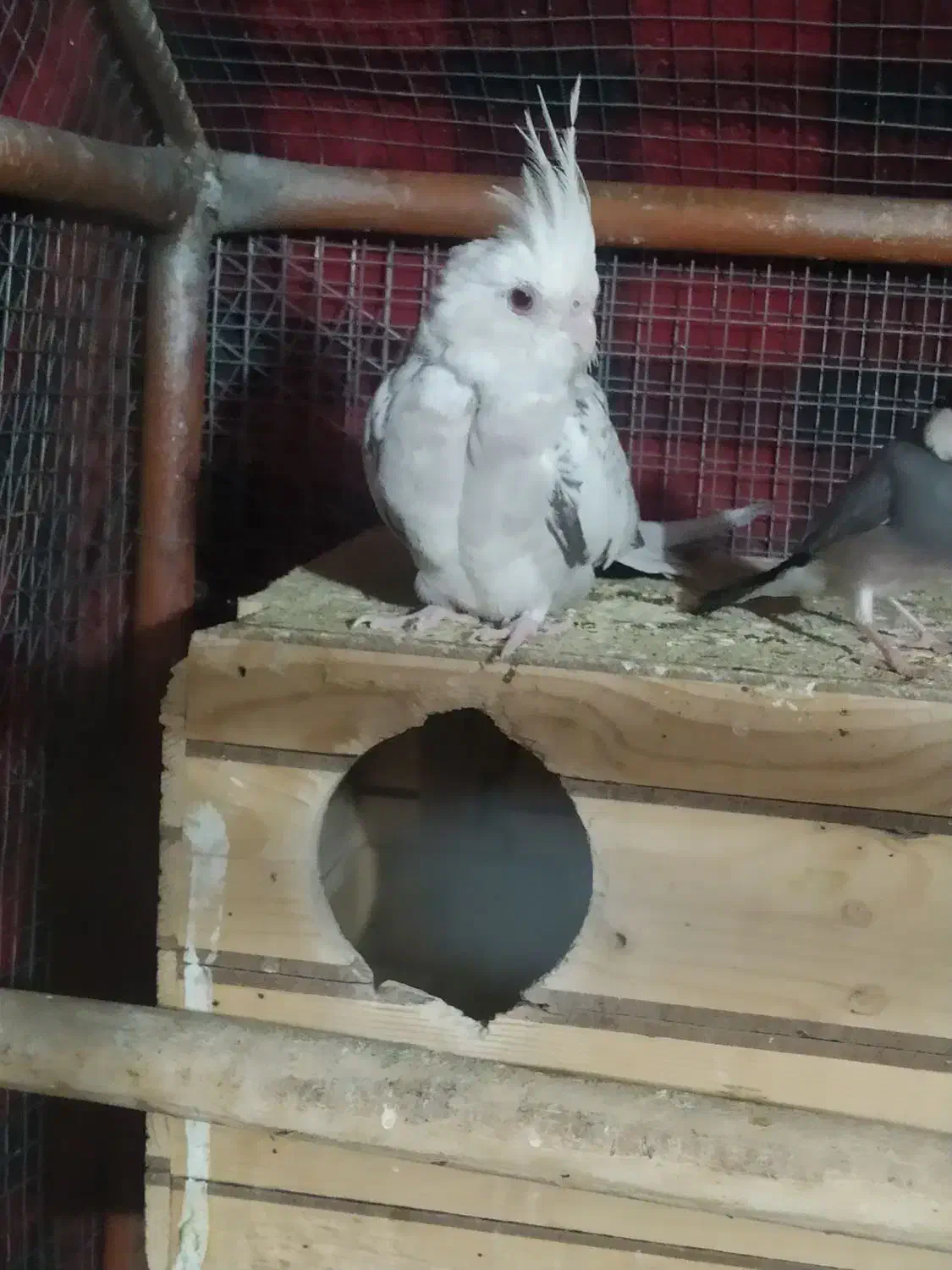 عروس مولد|پرنده|شیراز, کوشک میدان|دیوار