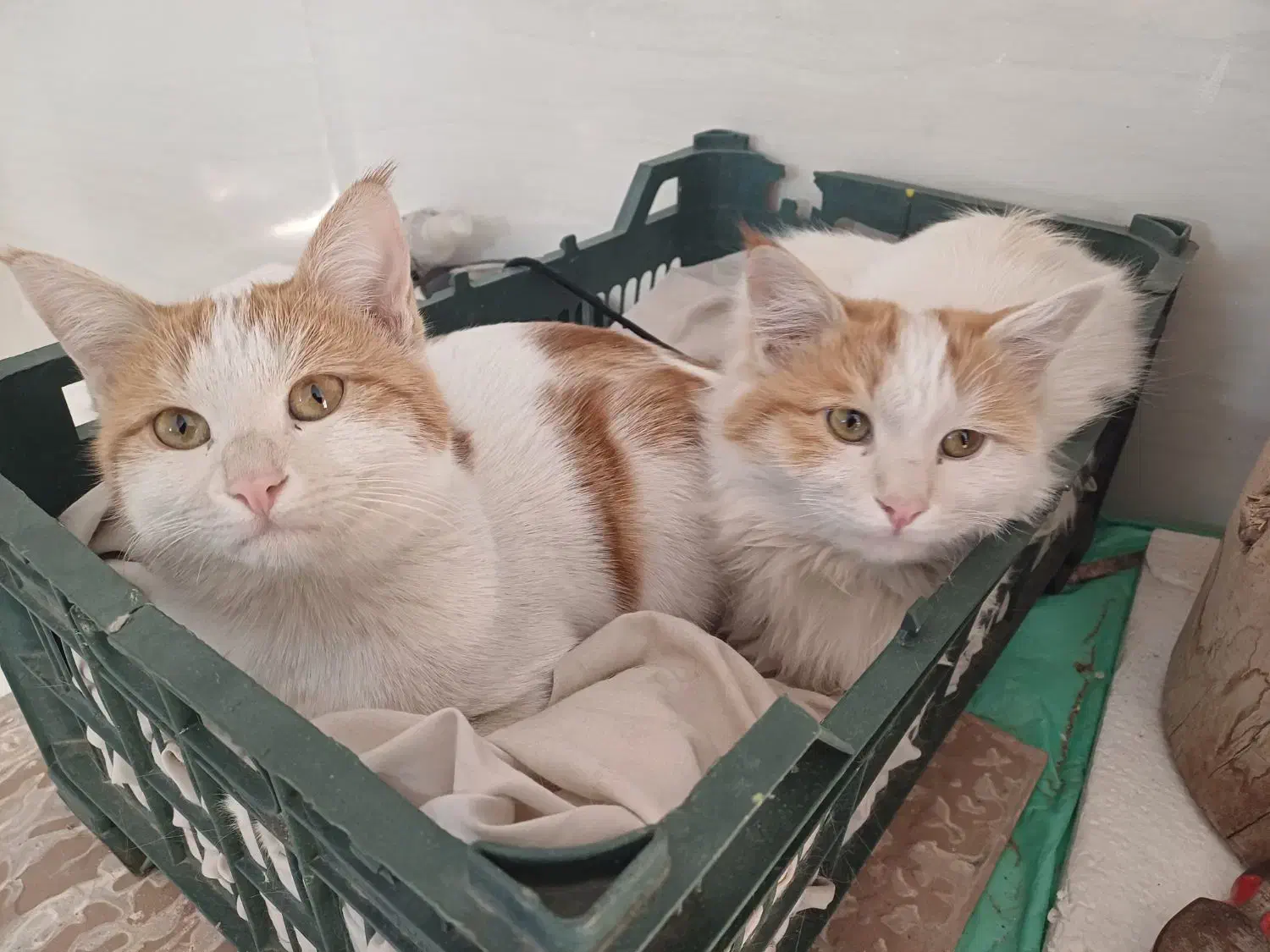 فروش یک جفت گربه نرومایه خانگی ودست آموز|گربه|یزد, |دیوار