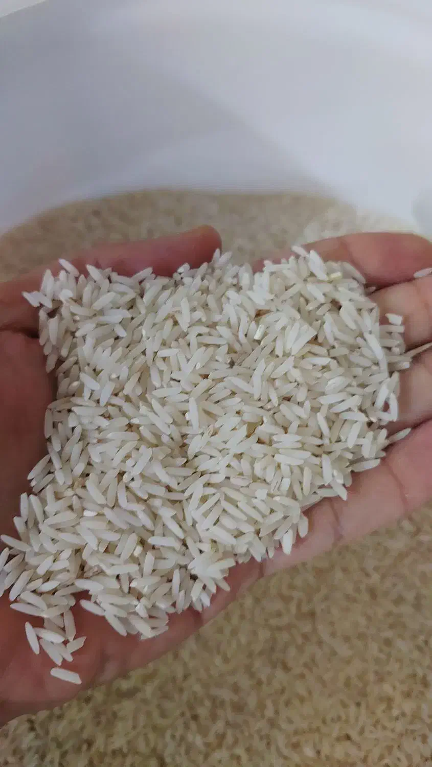 برنج محلی دم سیاه امساله|خوردنی و آشامیدنی|رشت, گلباغ نماز|دیوار