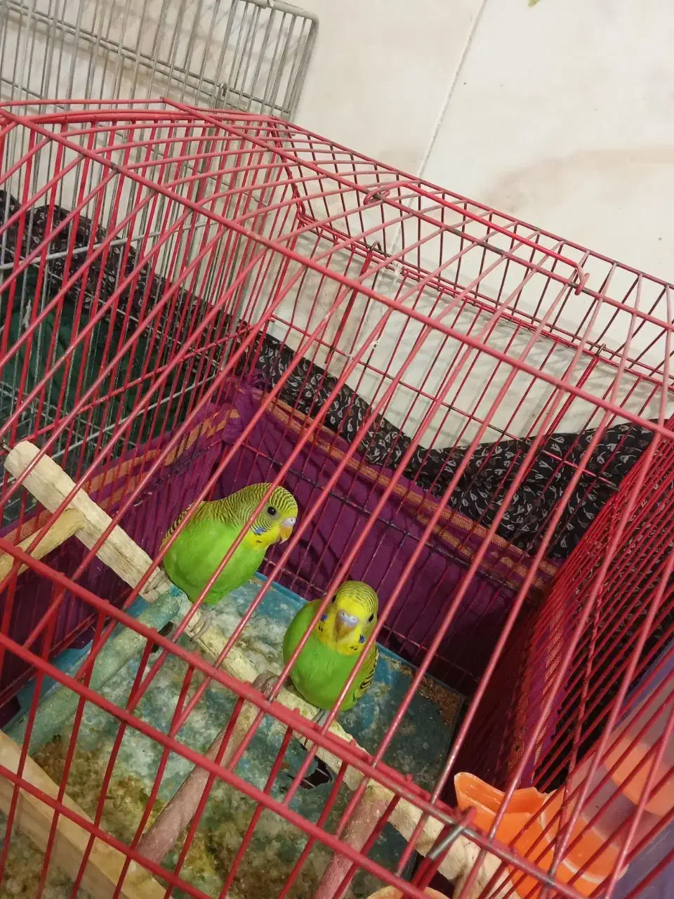 پرنده|پرنده|زابل, |دیوار