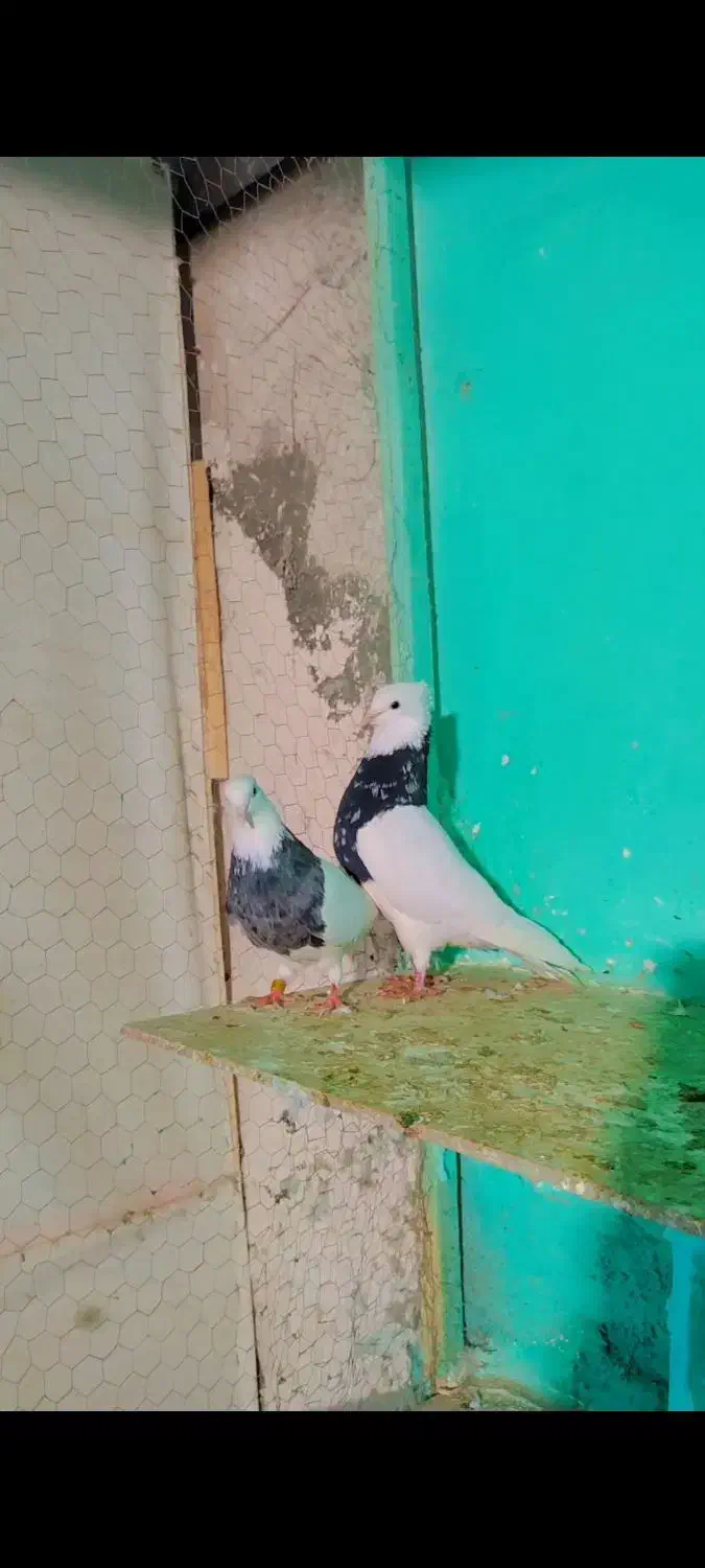 جفت طوقی زرین سیاه|پرنده|مشهد, شهید احمدی روشن|دیوار