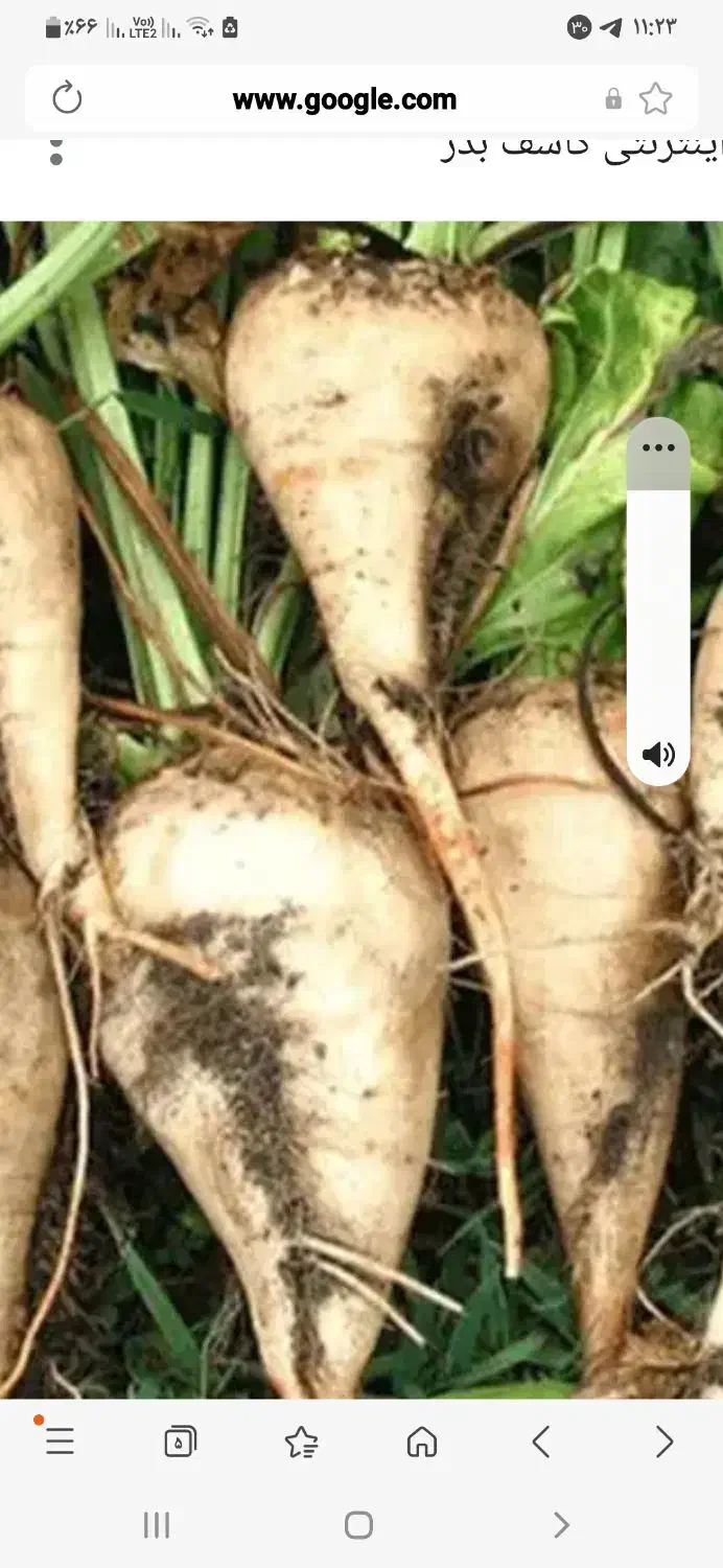 چغندردامی|خدمات باغبانی و درختکاری|سده (خراسان جنوبی), |دیوار