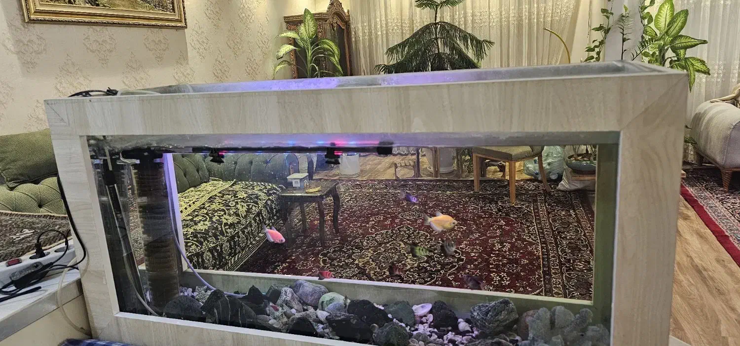 آکواریوم|ماهی|مشهد, هفت تیر (آب و برق)|دیوار