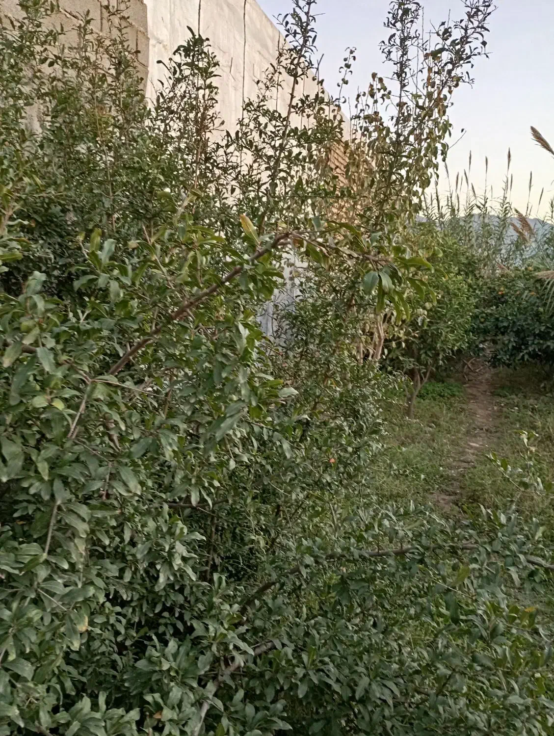 ارس انواع درخت|خدمات باغبانی و درختکاری|رامیان, |دیوار