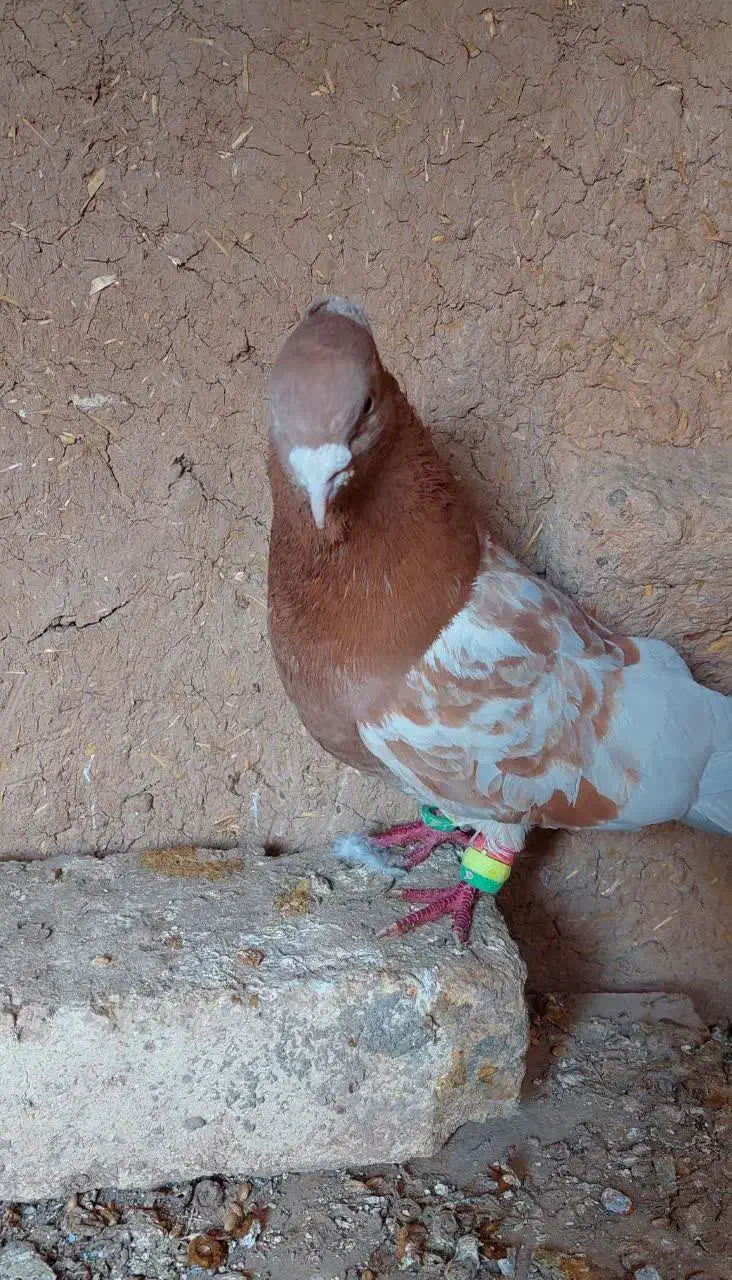 کبوتر|پرنده|دهاقان, |دیوار