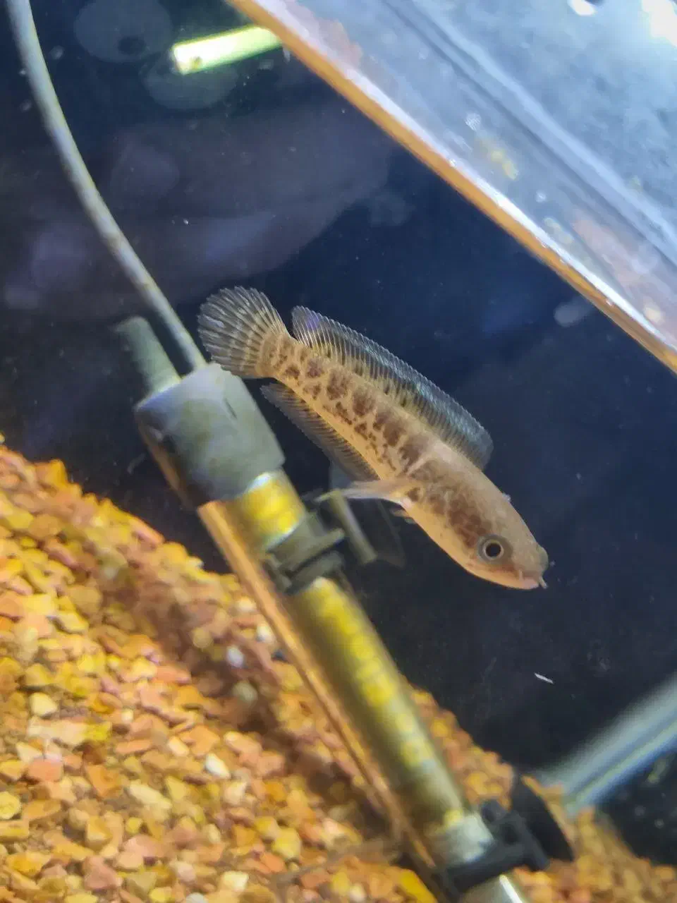 چانا|ماهی|تهران, کیانشهر|دیوار