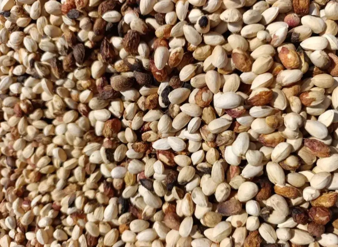 پسته پوک گو  ورود آبی  در کشکوئیه رفسنجان انار نوق|خدمات باغبانی و درختکاری|کشکوئیه, |دیوار