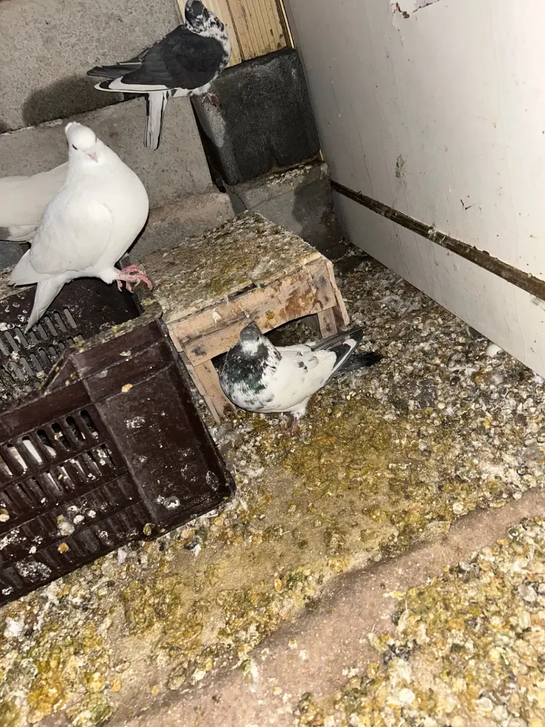 چند عدد کبوتر|پرنده|لردگان, |دیوار