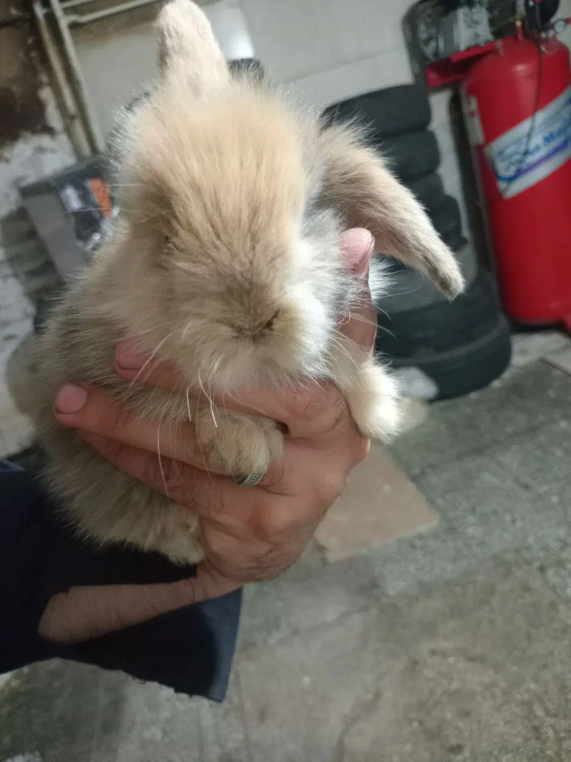 خرگوش لوپ|موش و خرگوش|تبریز, |دیوار