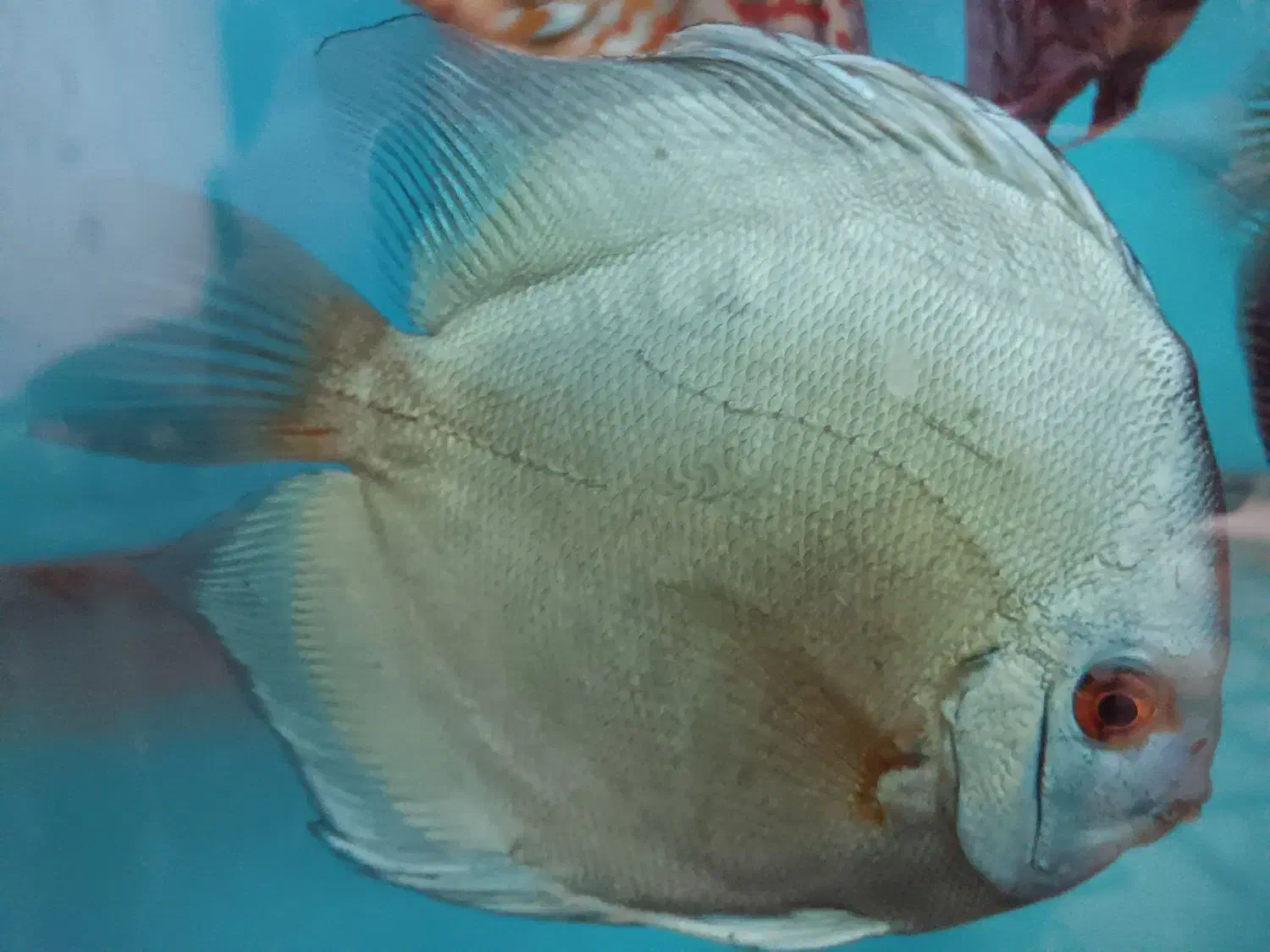 ماهی دیسکس|ماهی|تهران, منیریه|دیوار