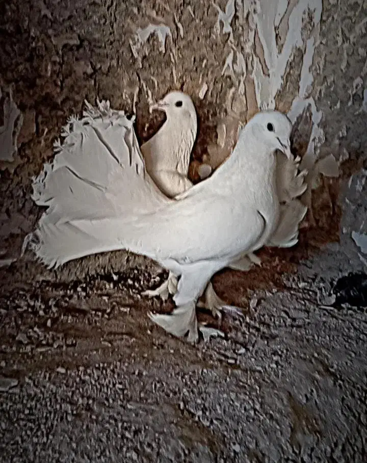 کبوتر|پرنده|مبارکه, |دیوار