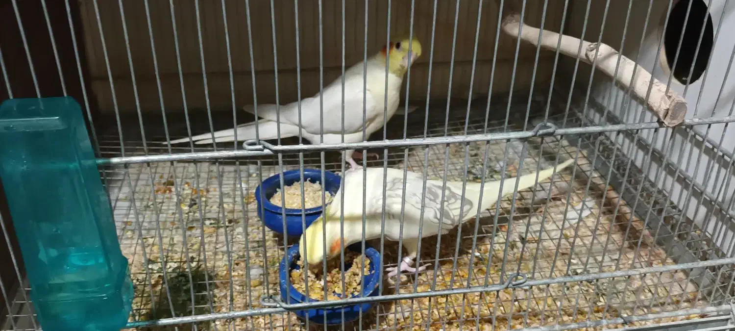 فروش عروس هلندی.برزیلی از سالن پرورش بازدید صحنه|پرنده|صحنه, |دیوار