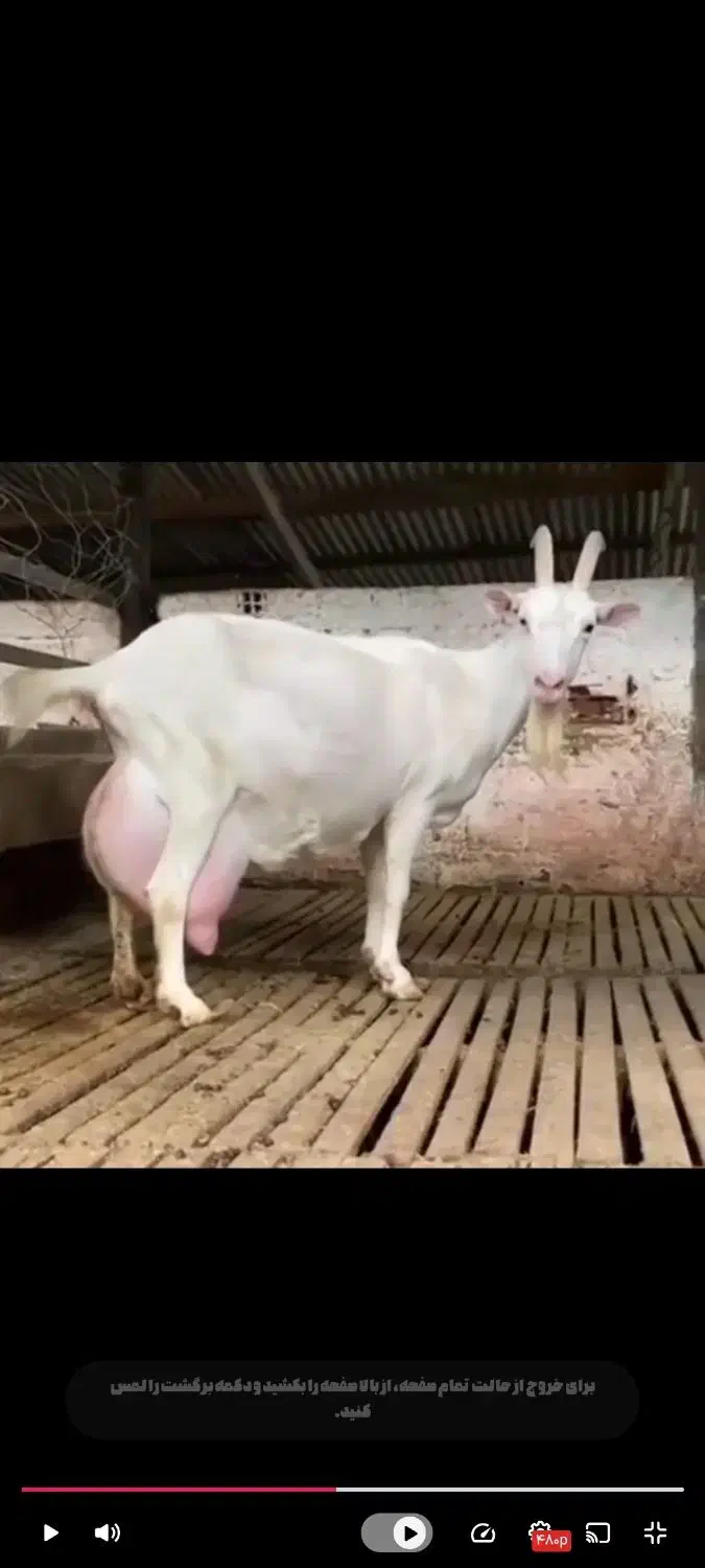 کولارسانن|حیوانات مزرعه|قائن, |دیوار