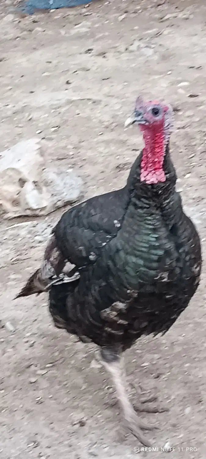 لباس|لباس|ایلام, |دیوار