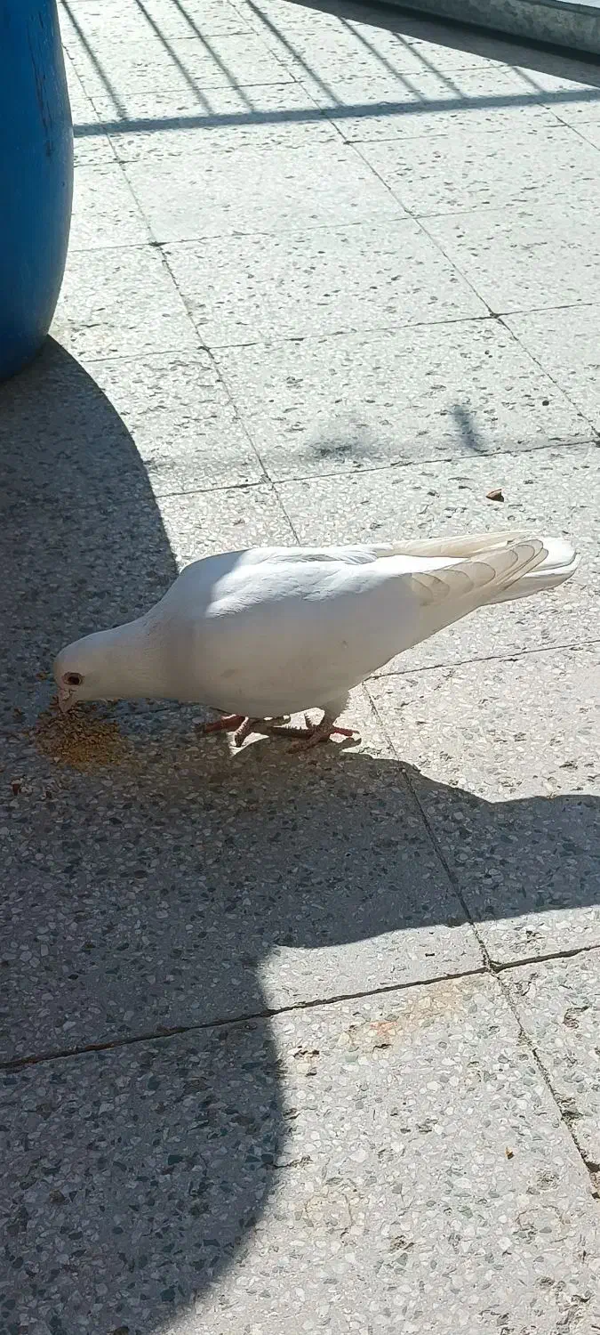 پلاکی سفید نر|پرنده|قم, زنبیل آباد|دیوار