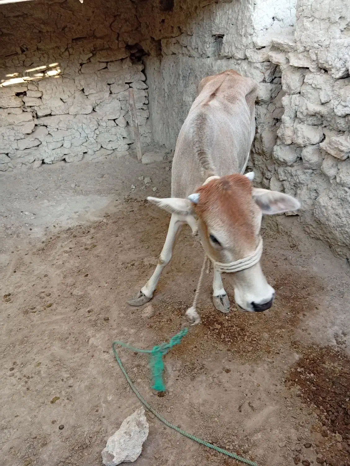 گوساله ماده|حیوانات مزرعه|قشم, |دیوار