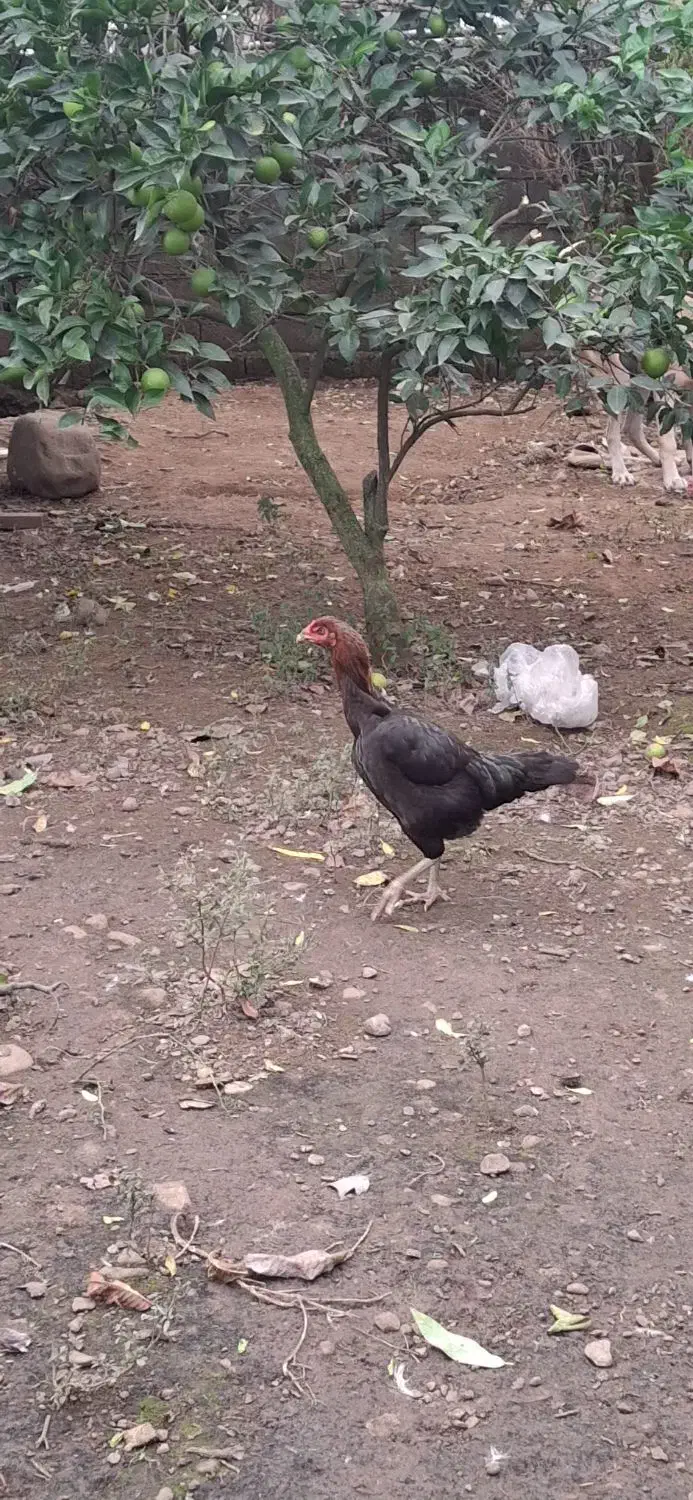 مرغ لاری|حیوانات مزرعه|رانکوه, |دیوار