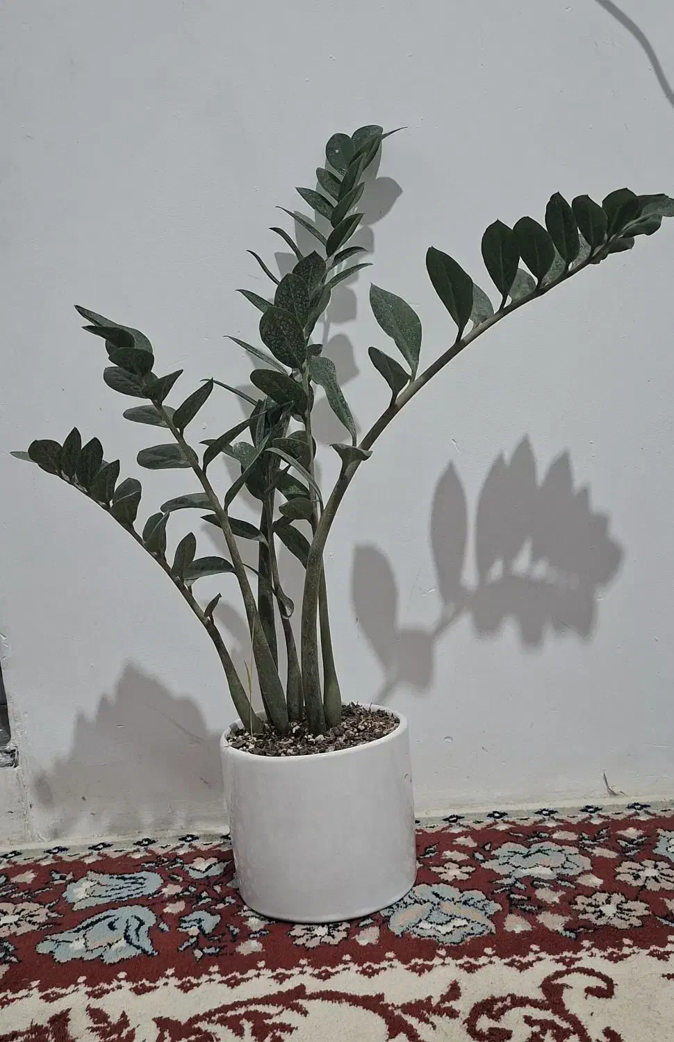 گل زاموفیلیا بزرگ|گل و گیاه طبیعی|گنبد کاووس, |دیوار