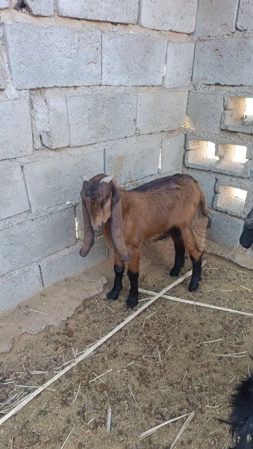 فروش دو عدد کهره نر و ماده|حیوانات مزرعه|رودخانه, |دیوار