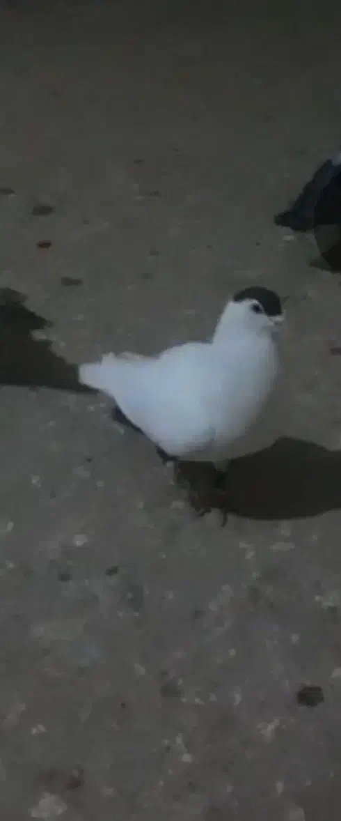 کبوترگمشده|حیوانات|آمل, |دیوار