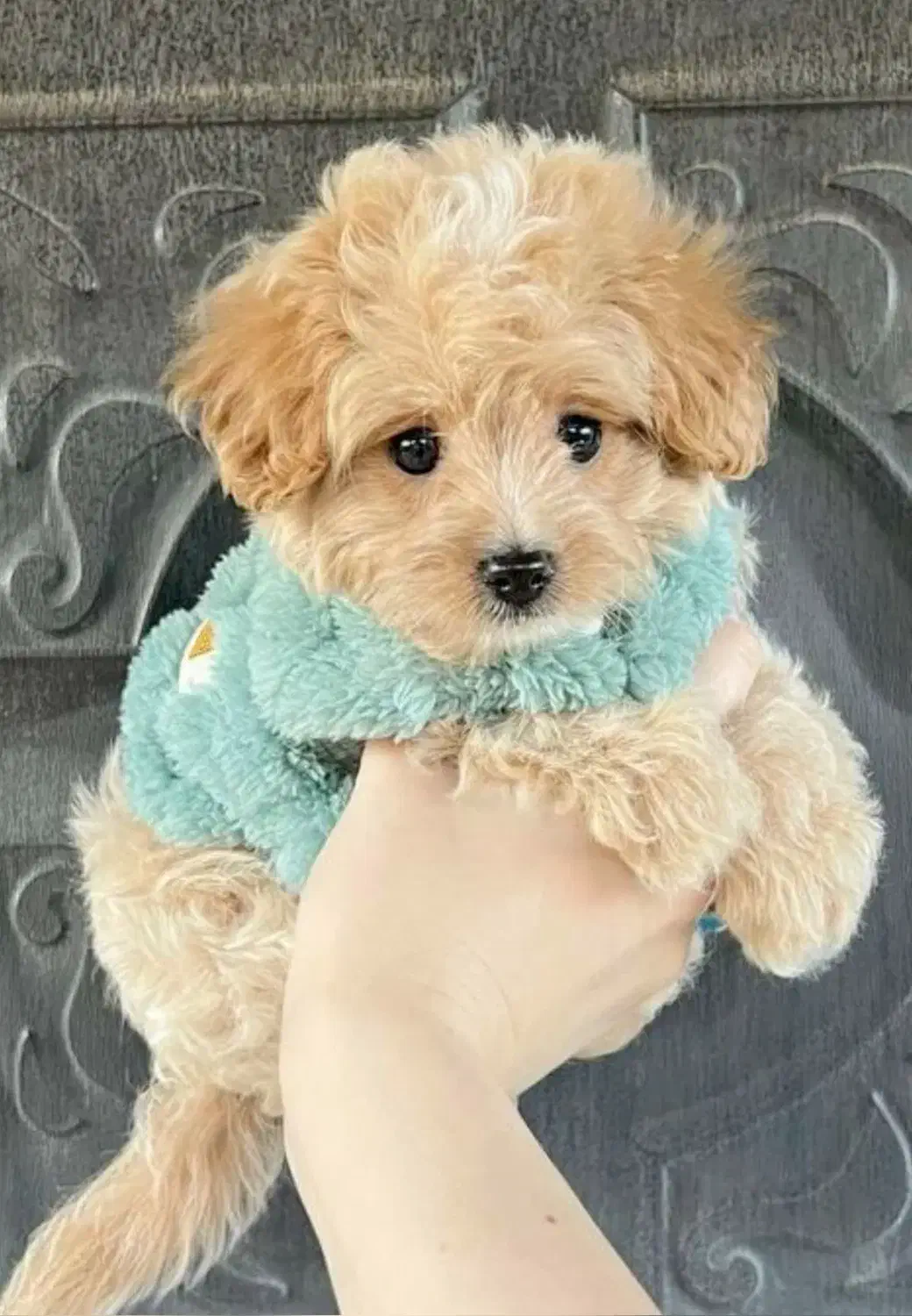 پو پو نژاد ایده آل . توله سگ مالتیپو ۵ م|سگ|تهران, وردآورد|دیوار